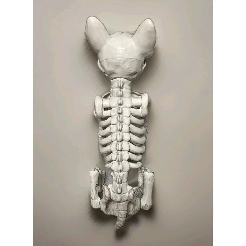 French Bulldog Skeleton Figure HYDE And EEK Spooky NEW NWT